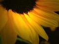 Picture Title - Sunflower closeup