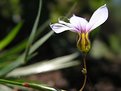 Picture Title - Flor Pequena