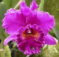 Picture Title - Orchid 10