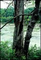 Picture Title - Dead Tree on Banks of the BROAD RIVER