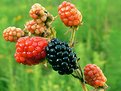 Picture Title - Berry Diverse