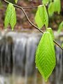 Picture Title - Leaf & Waterfall