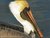 Perspiring Pelican