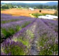 Picture Title - lavender fields 1