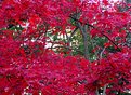 Picture Title - Red Profusion