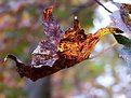 Picture Title - Fall Leaf