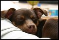 Picture Title - Sleeping Puppy