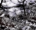 Picture Title - Infrared #3