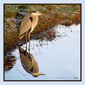 Picture Title - Mirror for a heron
