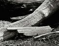 Picture Title - Fallen Trees #3