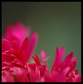 Picture Title - pink blooms 15