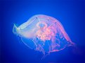 Picture Title - Jelly-Fish