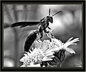 Picture Title - Portrait Of A Wasp