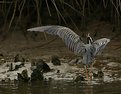 Picture Title - night heron