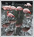 Picture Title - Flamingos doing Flamenco