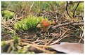 Picture Title - Mushroom in focus