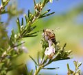 Picture Title - Vespa Wasp on Rosemary