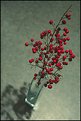 Picture Title - Red Berries