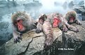 Picture Title - Japanese Macaques