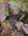 Picture Title - Napa Harvest Grapes