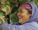 Picture Title - Napa Harvest _ Smiling Worker