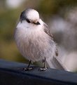 Picture Title - Chickadee