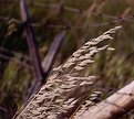 Picture Title - Grain and Fence