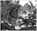 Picture Title - cat on magnolia