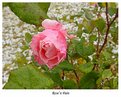 Picture Title - Rose'n pain