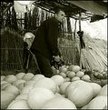 Picture Title - Algerian Melons