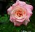 Late October Rose