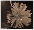 Picture Title - Bloom Down