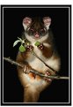 Picture Title - Ringtail Possum