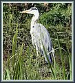 Picture Title - Heron