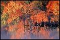 Picture Title - Autumn Blaze
