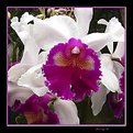 Picture Title - Orchid 3