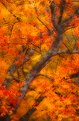 Picture Title - The color of fall