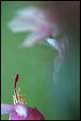 Picture Title - christmas cactus in bloom 2