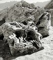 Picture Title - Driftwood