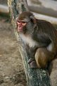Picture Title - watchfull baboon