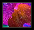 Picture Title - Erotic Floral Abstract