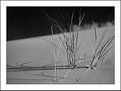 Picture Title - grass and shadow's play