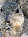 Picture Title - Squirrel - up close
