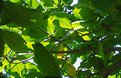 Picture Title - Amendoeira (leaves)