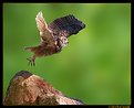 Picture Title - Horned Owl