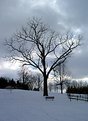 Picture Title - Tree in the snow