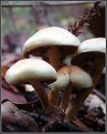 Picture Title - Fungus 2