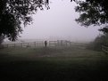 Picture Title - horses in mist