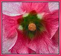 Picture Title - Holly Hock