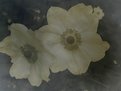 Picture Title - Antique flowers